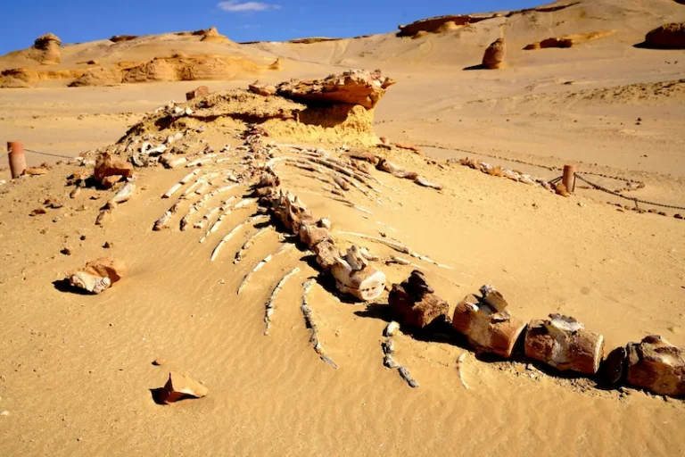 Ruins of the whale in Wadi El Hitan
